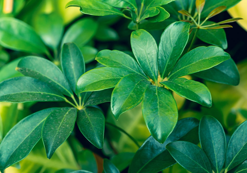 Green leaves with multiple leaflets growing in clusters, appearing vibrant and healthy under natural light, surrounded by other foliage in a lush, thriving garden environment.