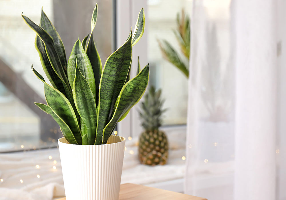 A snake plant in a white pot is placed on a light wooden table by a window, with a pineapple and sheer curtains in the background.