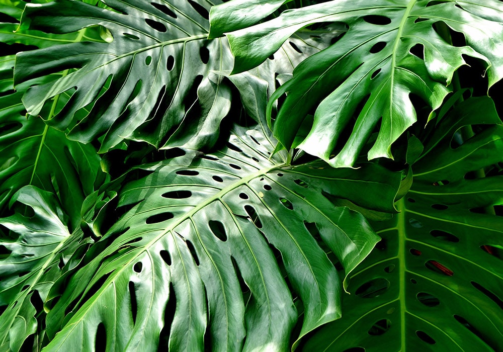 A close-up view of lush, green Split Leaf Philodendron leaves, showcasing their distinctive deep cuts and perforations. The glossy leaves overlap each other, creating a vibrant, tropical feel with their rich texture and intricate patterns. The lighting highlights the natural shine and healthy appearance of the foliage, capturing the plant's exotic beauty.