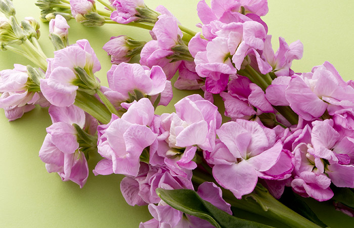 Photograph of a stock flowers
