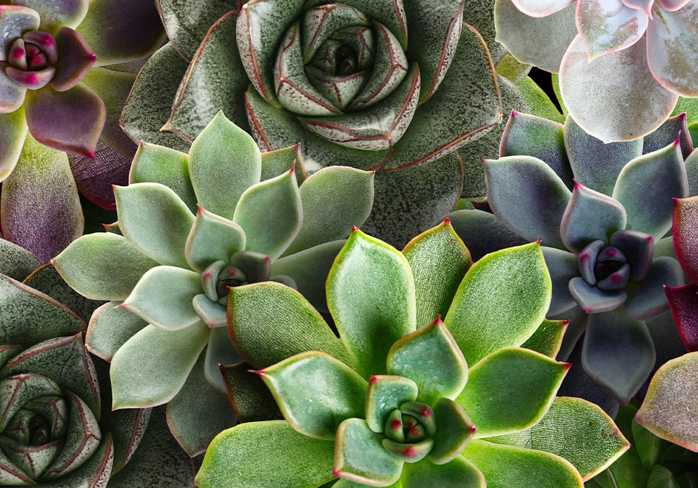 Close-up view of various succulents with vibrant green, purple, and blue hues, arranged densely together, displaying diverse leaf shapes and textures in natural sunlight.