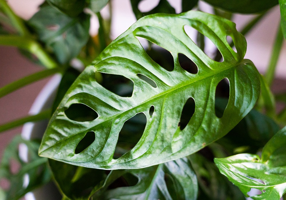 This image features a close-up of a Swiss cheese plant (Monstera adansonii). The focal point is a vibrant green leaf with distinctive oval-shaped holes, which give the plant its common name. The leaf's texture is smooth and glossy, and the plant is set against a blurred background of other similar foliage.