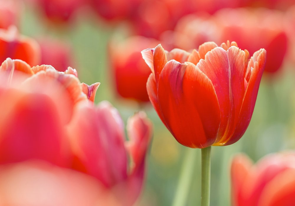 A vibrant red tulip stands upright, with delicate petals partially open, surrounded by a field of blurred red tulips and green stems in soft, natural light.