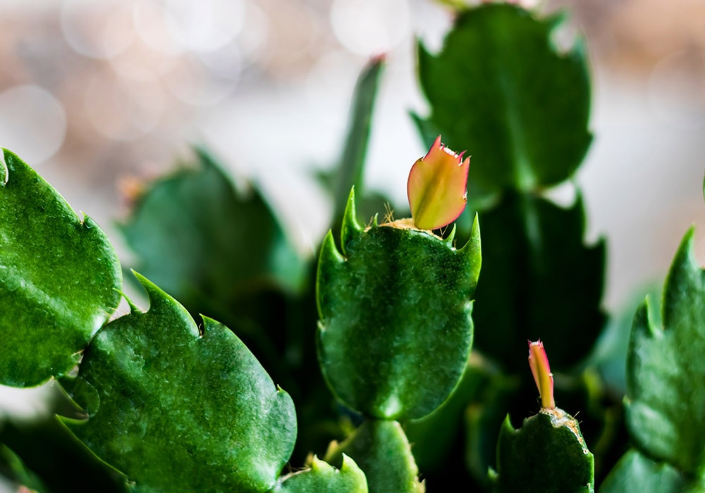 Green Zygo Cactus with budding red-tipped leaves, situated in a soft-focus indoor environment with a bokeh effect.