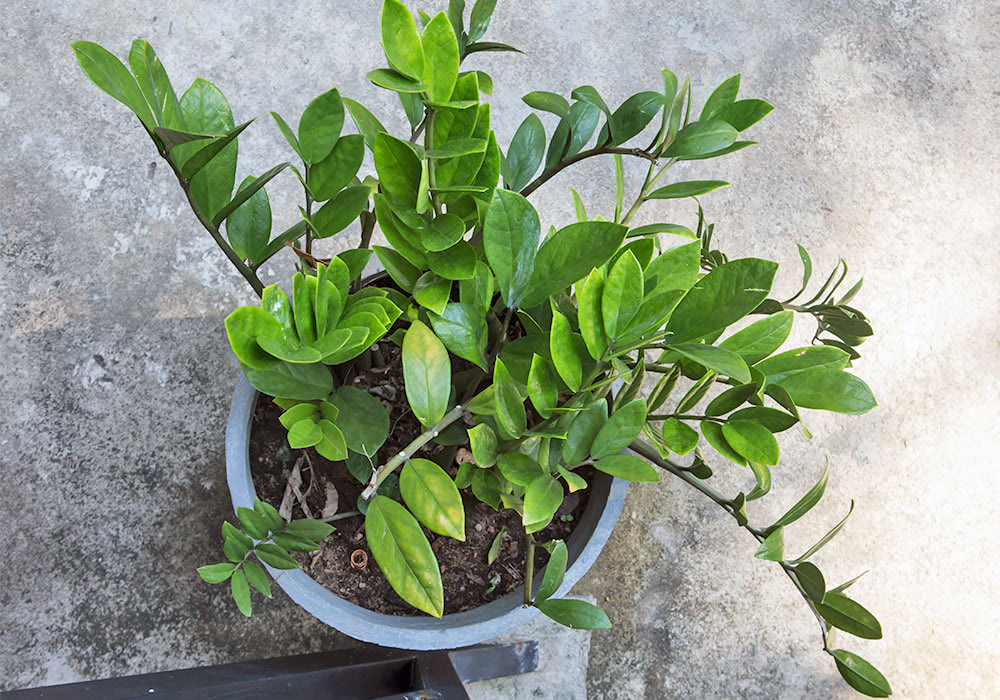 A green leafy Zanzibar Gem plant grows in a round, gray pot set on a concrete surface. The dense foliage consists of broad, waxy leaves with varying shades of green.
