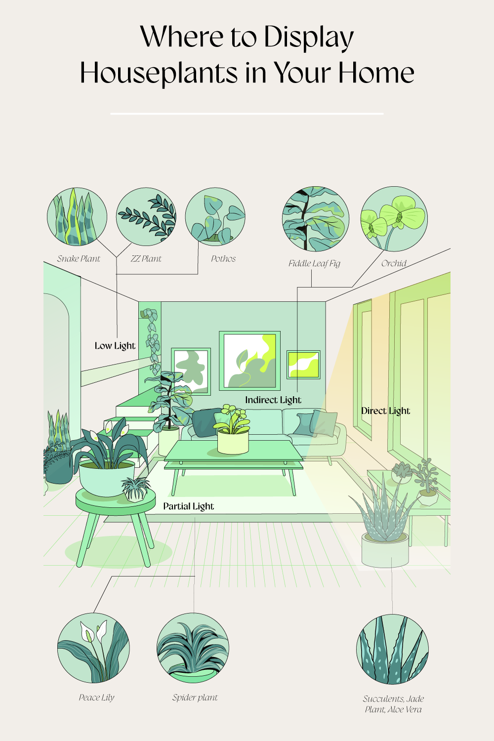 Diagram of a living room guides where to place different houseplants for optimal light. Text reads "Where to Display Houseplants in Your Home." Types of plants indicated: Snake Plant, ZZ Plant, Pothos, Fiddle Leaf Fig, Orchid, Peace Lily, Spider Plant, Succulents (Jade Plant, Aloe Vera). Areas labeled Low Light, Partial Light, Indirect Light, Direct Light.