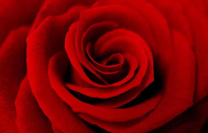 Close-up photograph of a rose representing love & respect